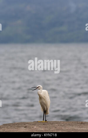 Snowy Reiher Heron Vogel steht an der Ecke ein Steg Betonpfeiler wacht über einem großen See-Kulisse. Stockfoto