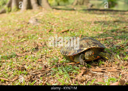 Red eared Slider turtle ein Gesicht Palm On grassy Bank. Stockfoto