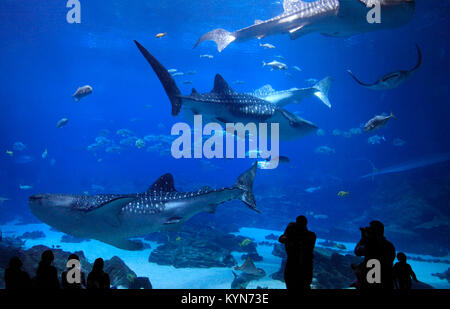 Besucher genießen die vier Walhai an Georgia Aquarium, USA zu sehen Stockfoto