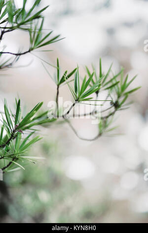 Führerschein und Drucke auf MaximImages.com - Sciadopitys Verticillata, japanische Schirmkiefer, Koyamaki, lebender fossiler Nadelbaum mit flachen, breiten Nadeln Stockfoto
