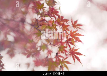 Führerschein und Drucke auf MaximImages.com - wunderschöne künstlerische Nahaufnahme von japanischem Ahorn, Acer Palmatum, rote Blätter im Herbstnebel auf weißem nebligen Backgrou Stockfoto