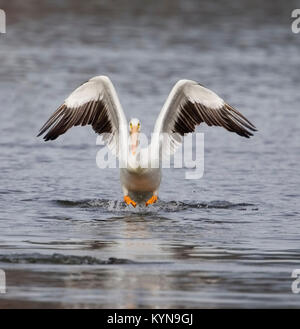 Amerikanischer weißer Pelikan Stockfoto