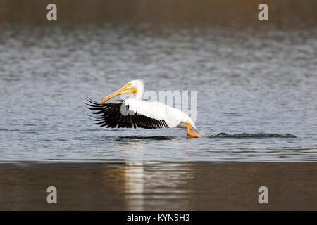 Amerikanischer weißer Pelikan Stockfoto