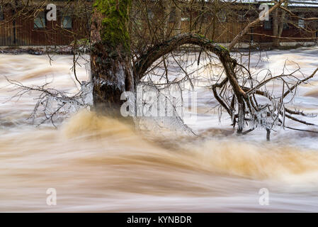 Baum voller Eiszapfen in der Mitte eines tobenden Frühling Flut. Mörrum in Südschweden. Stockfoto