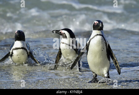 Afrikanische Pinguine (spheniscus demersus) gehen aus dem Ozean. Südafrika Stockfoto