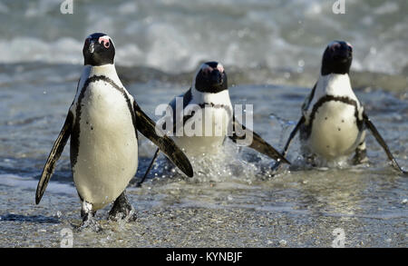 Afrikanische Pinguine (spheniscus demersus) gehen aus dem Ozean. Südafrika Stockfoto