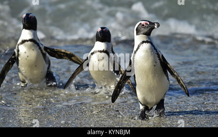 Afrikanische Pinguine (spheniscus demersus) gehen aus dem Ozean. Südafrika Stockfoto