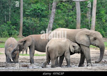 Der Elefant Kalb und elefantenkuh der Afrikanischen Wald Elefant, Loxodonta africana cyclotis. Auf der Dzanga Kochsalzlösung (eine Lichtung) Zentralafrikanische Stockfoto