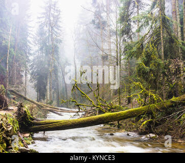 Einige umgestürzte Bäume nach einem Sturm über einen Fluss im Wald, Vogesen, Frankreich. Stockfoto