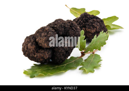 Closeup Schuß von schwarzen Trüffeln und Eichenlaub auf weißem Hintergrund. Stockfoto