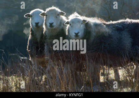 Herdwick Mutterschafe im frühen Morgen Frost. Cumbria, Großbritannien. Stockfoto