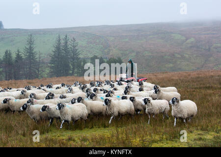 Hirten auf quad bike Sammeln von Schafen aus groben Weide in sehr nassem Wetter, Cumbria, Großbritannien. Stockfoto