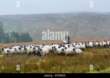 Hirten auf quad bike Sammeln von Schafen aus groben Weide in sehr nassem Wetter, Cumbria, Großbritannien. Stockfoto