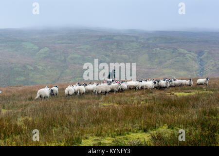 Hirten auf quad bike Sammeln von Schafen aus groben Weide in sehr nassem Wetter, Cumbria, Großbritannien. Stockfoto