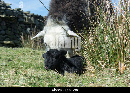 Herdwick ewe mit neugeborenes Lamm in Berggebieten, Weide, UK. Stockfoto