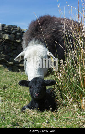 Herdwick ewe mit neugeborenes Lamm in Berggebieten, Weide, UK. Stockfoto