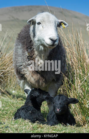 Herdwick ewe mit neugeborenes Lamm in Berggebieten, Weide, UK. Stockfoto