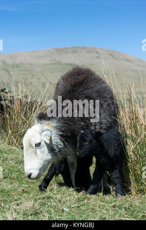 Herdwick ewe mit neugeborenes Lamm in Berggebieten, Weide, UK. Stockfoto