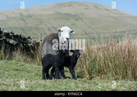 Herdwick ewe mit neugeborenes Lamm in Berggebieten, Weide, UK. Stockfoto