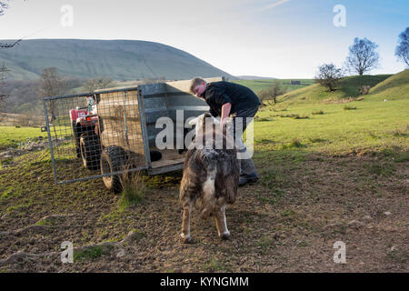 Junger Hirt mit herwick Schafe und Lämmer, Cumbria, Großbritannien. Stockfoto