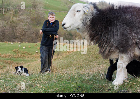 Junger Hirt mit herwick Schafe und Lämmer, Cumbria, Großbritannien. Stockfoto