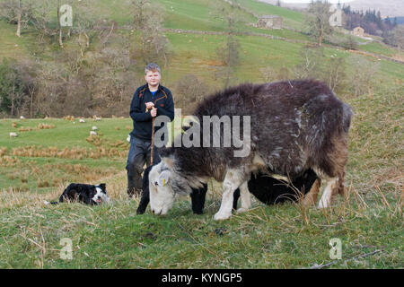 Junger Hirt mit herwick Schafe und Lämmer, Cumbria, Großbritannien. Stockfoto