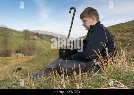 Junger Hirt mit herwick Schafe und Lämmer, Cumbria, Großbritannien. Stockfoto