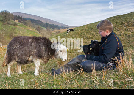 Junger Hirt mit herwick Schafe und Lämmer, Cumbria, Großbritannien. Stockfoto