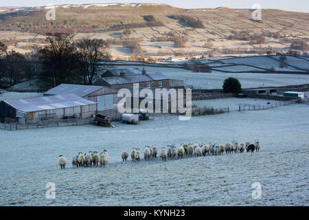 Herde swaledale Schafe in einer kalten, frostigen Wintermorgen, Wensleydale, Yorkshire, Großbritannien. Stockfoto