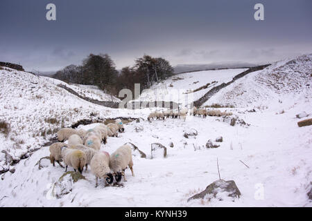 Swaledale Mutterschafe Fütterung in einem Schnee bedeckt moorland Weide, North Yorkshire, UK. Stockfoto