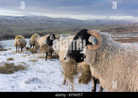 Swaledale Mutterschafe genießen einen schönen Biss von Heu auf den Hügeln über Askrigg, North Yorkshire. Stockfoto