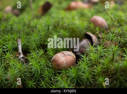 Eicheln in einer Moss in einem Wald Stockfoto