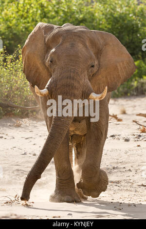 Bull elephant kommt auf die Kamera in der trockenen Hoanib River Bed, Namibia. Stockfoto