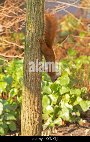 Eichhörnchen laufen hinunter einen Baumstamm, Wilhelmsburg, Hamburg, Deutschland Stockfoto