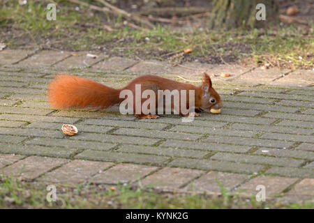 Eichhörnchen auf einen Fußweg, Wilhelmsburg, Hamburg, Deutschland Stockfoto