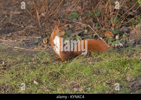 Eichhörnchen, Wilhelmsburg, Hamburg, Deutschland Stockfoto