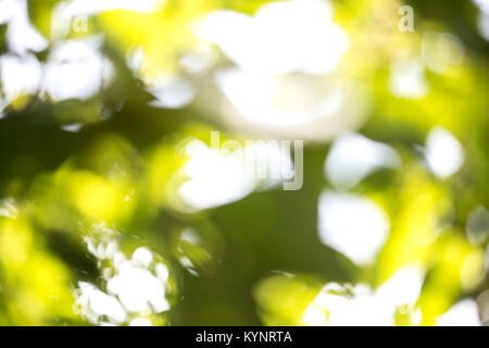 Grüne bokeh Hintergrund. Blur Bild der Garten in sonniger Tag. Natürliche Hintergrund Konzept. Stockfoto