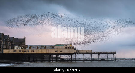 Aberystwyth Wales UK, Montag, 15. Januar 2018 UK Wetter: In silber grau Licht der Januar Dämmerung in Aberystwyth Wales, große Schwärme von Staren in ihrer Zehntausende erscheinen, fliegen in den wunderbaren murmurations im Himmel vor Absteigend für die Nacht unter charakteristischen Badeort der Stadt Pier zum roost Die Vögel fest zusammen für Wärme, Sicherheit und über Nacht Begleitung Unordnung, laut klappern, wie Sie jede freie Zoll des Waldes von Träger und Balken unter den Fußböden der Pier besetzen. Photo Credit: Keith Morris/Alamy leben Nachrichten Stockfoto