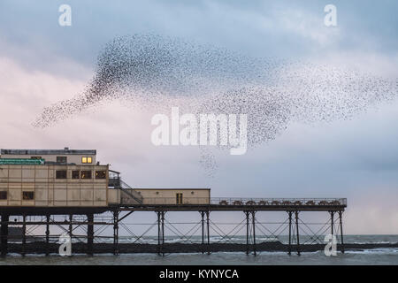 Aberystwyth Wales UK, Montag, 15. Januar 2018 UK Wetter: In silber grau Licht der Januar Dämmerung in Aberystwyth Wales, große Schwärme von Staren in ihrer Zehntausende erscheinen, fliegen in den wunderbaren murmurations im Himmel vor Absteigend für die Nacht unter charakteristischen Badeort der Stadt Pier zum roost Die Vögel fest zusammen für Wärme, Sicherheit und über Nacht Begleitung Unordnung, laut klappern, wie Sie jede freie Zoll des Waldes von Träger und Balken unter den Fußböden der Pier besetzen. Photo Credit: Keith Morris/Alamy leben Nachrichten Stockfoto