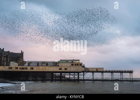 Aberystwyth Wales UK, Montag, 15. Januar 2018 UK Wetter: In silber grau Licht der Januar Dämmerung in Aberystwyth Wales, große Schwärme von Staren in ihrer Zehntausende erscheinen, fliegen in den wunderbaren murmurations im Himmel vor Absteigend für die Nacht unter charakteristischen Badeort der Stadt Pier zum roost Die Vögel fest zusammen für Wärme, Sicherheit und über Nacht Begleitung Unordnung, laut klappern, wie Sie jede freie Zoll des Waldes von Träger und Balken unter den Fußböden der Pier besetzen. Photo Credit: Keith Morris/Alamy leben Nachrichten Stockfoto