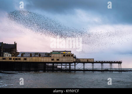 Aberystwyth Wales UK, Montag, 15. Januar 2018 UK Wetter: In silber grau Licht der Januar Dämmerung in Aberystwyth Wales, große Schwärme von Staren in ihrer Zehntausende erscheinen, fliegen in den wunderbaren murmurations im Himmel vor Absteigend für die Nacht unter charakteristischen Badeort der Stadt Pier zum roost Die Vögel fest zusammen für Wärme, Sicherheit und über Nacht Begleitung Unordnung, laut klappern, wie Sie jede freie Zoll des Waldes von Träger und Balken unter den Fußböden der Pier besetzen. Photo Credit: Keith Morris/Alamy leben Nachrichten Stockfoto