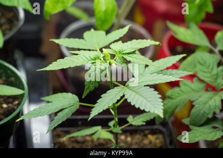 Marihuana Plant growing indoor unter Neonlicht Stockfoto