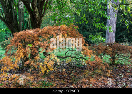 Cut-leaved japanische Ahorne (Acer palmatum (D)) im Herbst Stockfoto