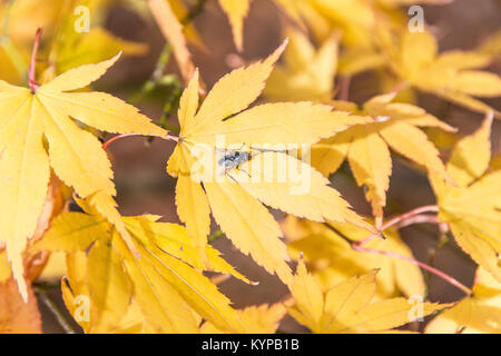 Eine Fliege auf einem gelben Blatt eines japanischen Ahorn (Acer palmatum Subsp matsumurae) im Herbst Stockfoto