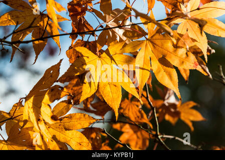 Ein Japanischer Ahorn im Herbst (Acer palmatum subsp Amoenum) Stockfoto