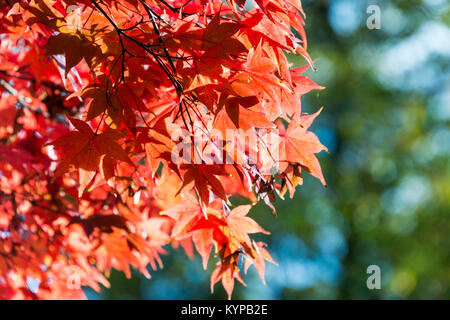 Ein Japanischer Ahorn im Herbst (Acer palmatum subsp Amoenum) Stockfoto