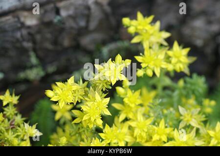 Sedum acre, allgemein bekannt als die Bemoosten goldmoss Mauerpfeffer, Fetthenne, goldmoss Sedum und beißen Mauerpfeffer Stockfoto