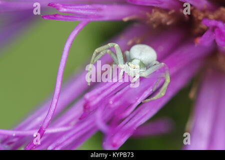 White crab Spider, Misumena vatia, und Sumpf Distel, Cirsium palustre Stockfoto