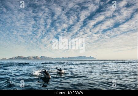 Gruppe von Delphinen, Schwimmen im Meer und auf der Jagd nach Fischen. Delphinen schwimmen und springen aus dem Wasser. Die lange-beaked Common dolphin (Wissenschaftliche na Stockfoto