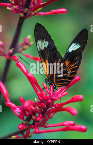 In der Nähe von Orange Schwarz und Weiß Heliconius Erato notabilis Butterfly allgemein bekannt als kleinen Briefträger Schmetterling, die rote Passionsblume, Schmetterling, Stockfoto
